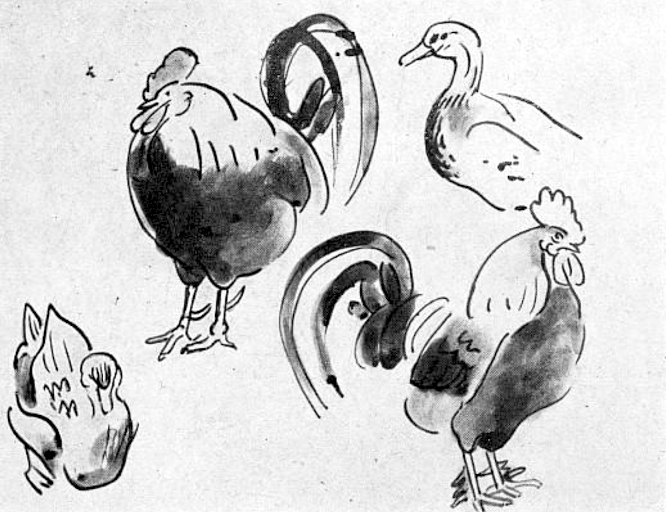 Jane Poupelet, roosters and duck, drawing. Kahn 84
