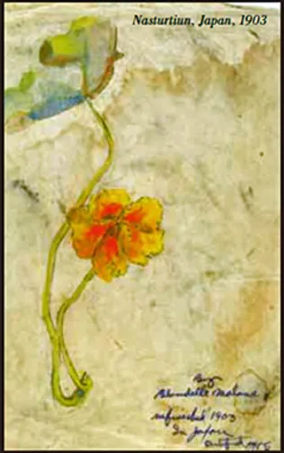 Blondelle Malone, "Nasturtium Japan," 1903. (Washington 9)