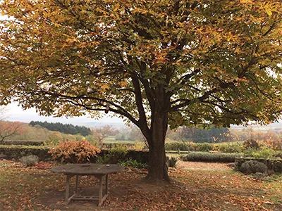 Danielle's favorite chestnut tree at La Roquelle, Burgundy, France (2017). Photograph retrieved from Dominique Dubosc, photographer.