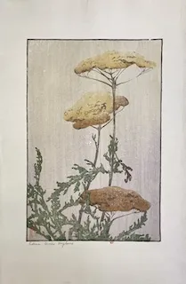 Hopkins, Edna Boies. Achillée. 1900-1915, Bibliothèque de l’INHA, Paris. Color woodcut.

