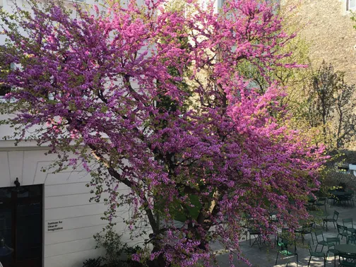 Judas Tree in 2019