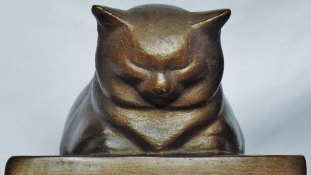 cat